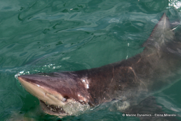 Bronze whaler shark, South Africa 