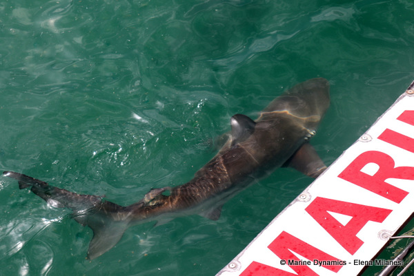 Bronze whaler shark, South Africa 
