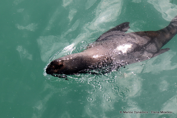 Cape Fur Seal, South Africa 