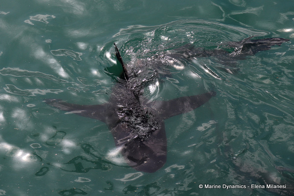 Bronze whaler shark, South Africa 