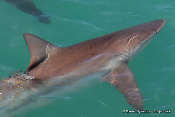 Bronze whaler shark, South Africa