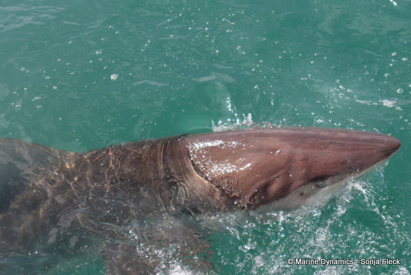Bronze whaler shark, South Africa
