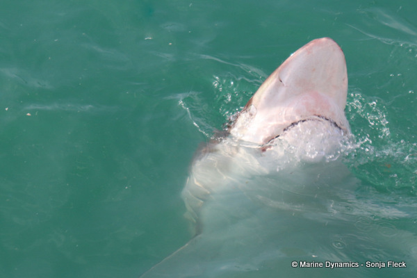 Bronze whaler shark, South Africa