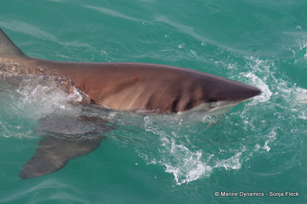 Bronze whaler shark, South Africa