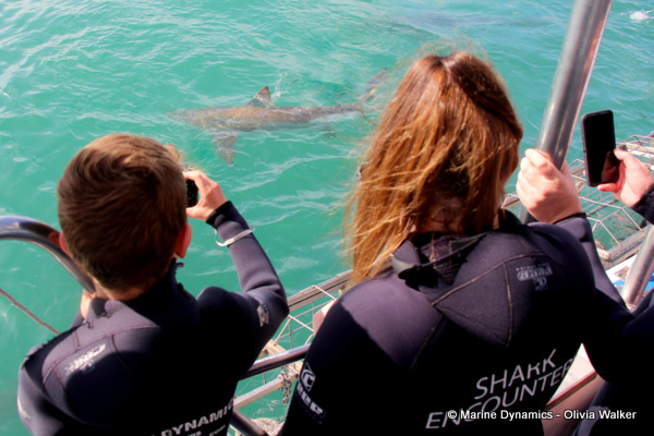 Bronze Whaler shark, South Africa