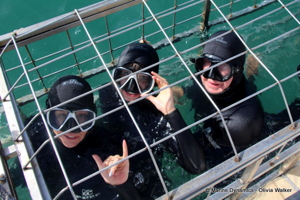 shark cage diving, South Africa