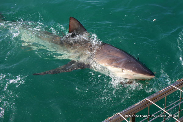 Bronze Whaler shark, South Africa