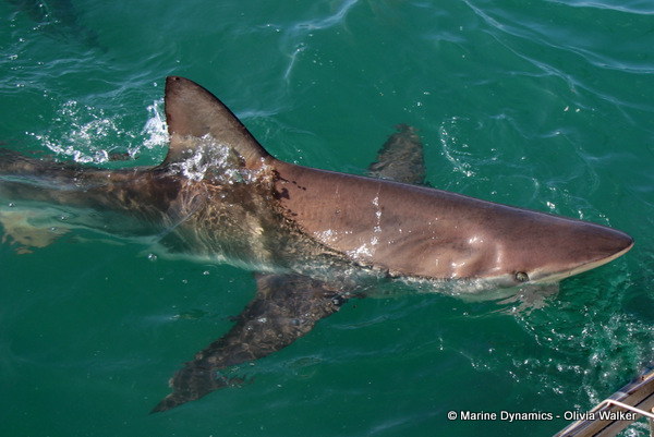 Bronze Whaler shark, South Africa