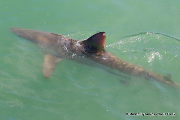 Bronze whaler shark, South Africa