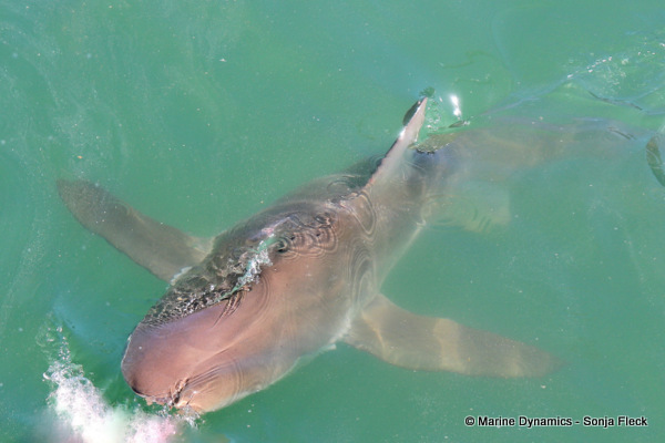 Bronze whaler shark, South Africa