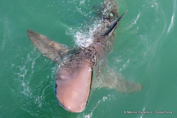 Bronze whaler shark, South Africa