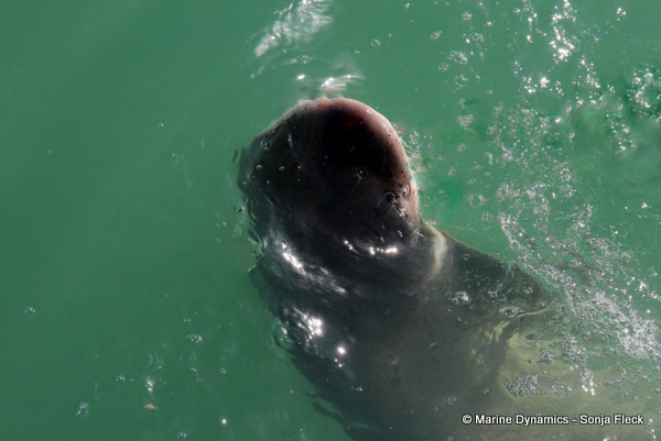 Seven-gill shark, South Africa