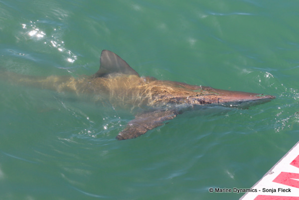 Bronze whaler shark, South Africa
