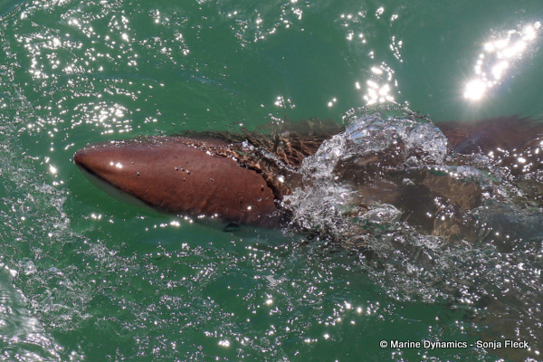 Bronze whaler shark, South Africa