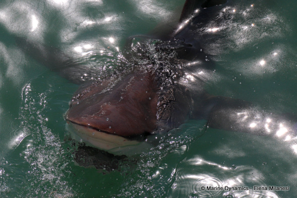 Bronze whaler shark, South Africa