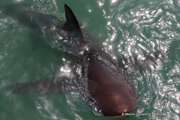 Bronze whaler shark, South Africa 