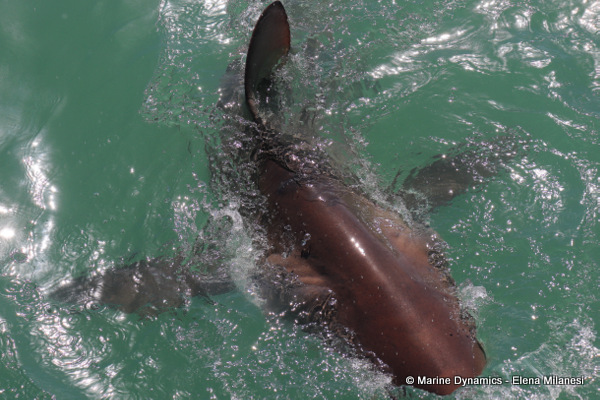Bronze whaler shark, South Africa 