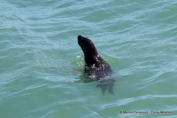 Cape Fur Seal, South Africa 