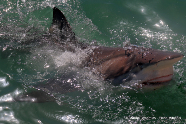 Bronze whaler shark, South Africa 