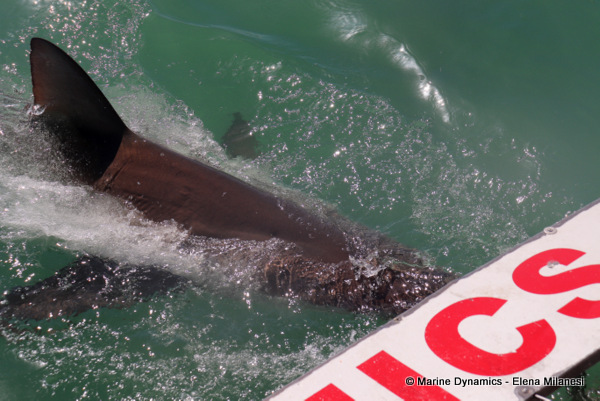 Bronze whaler shark, South Africa 