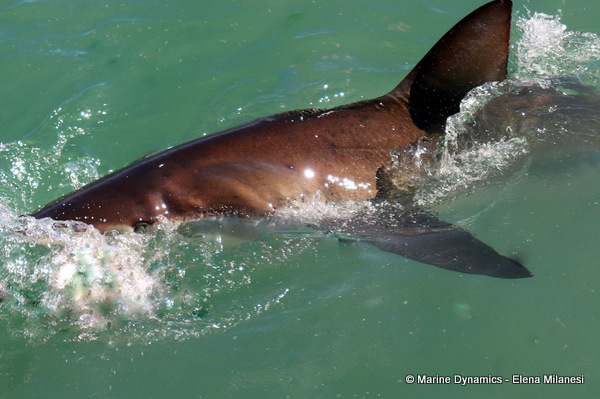 Bronze whaler shark, South Africa 