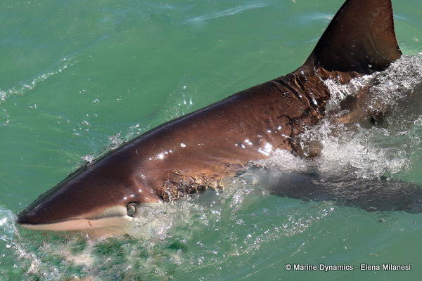 Bronze whaler shark, South Africa 