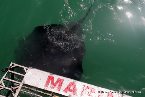Short-tail stingray, South Africa 