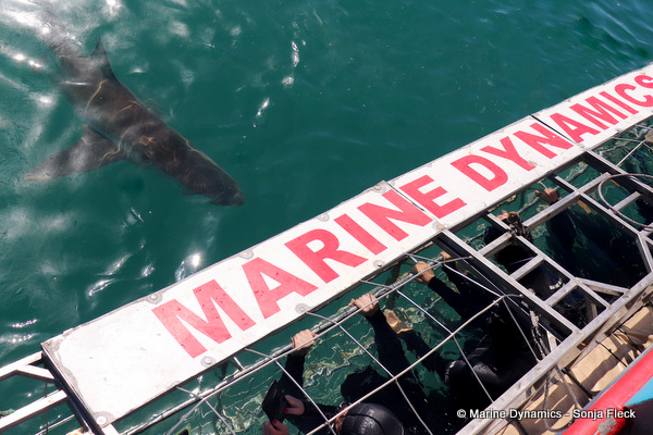 Bronze whaler shark, South Africa