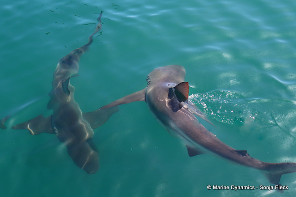 Bronze whaler sharks, South Africa