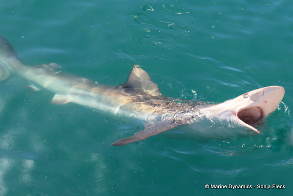 Bronze whaler shark, South Africa