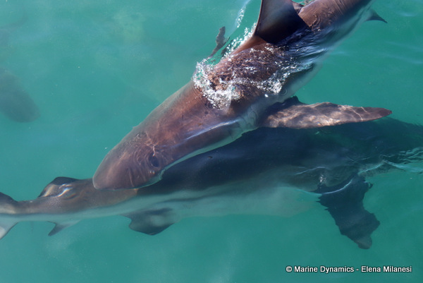 Bronze whaler shark, South Africa 