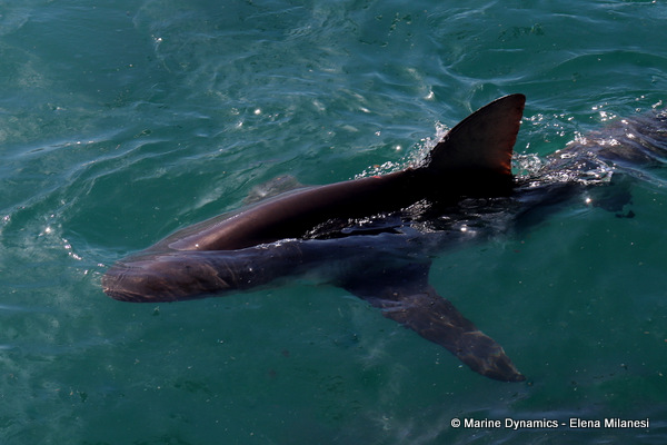 Bronze whaler shark, South Africa 