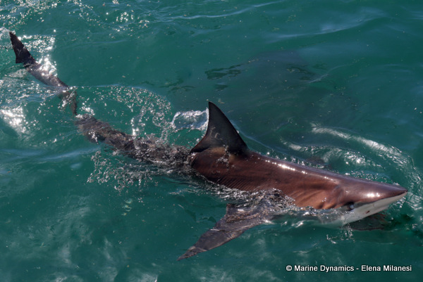 Bronze whaler shark, South Africa 