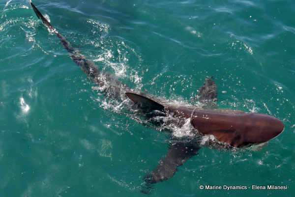 Bronze whaler shark, South Africa 