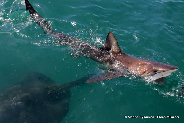 Bronze whaler shark, South Africa 