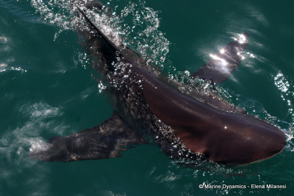 Bronze whaler shark, South Africa 