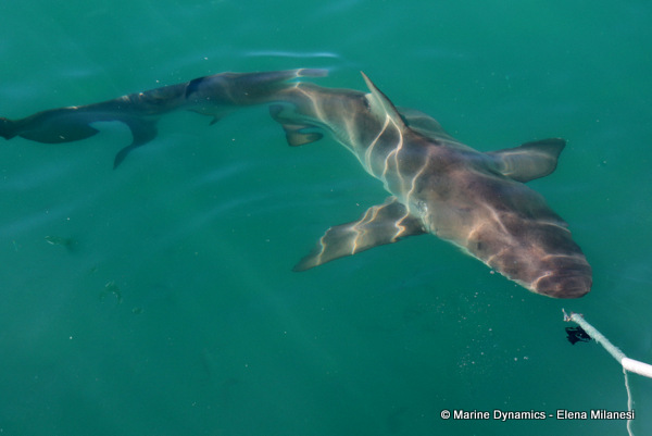 Bronze whaler shark, South Africa 