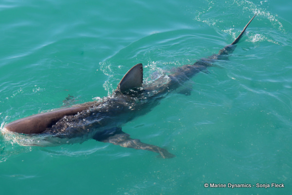 Bronze whaler shark, South Africa
