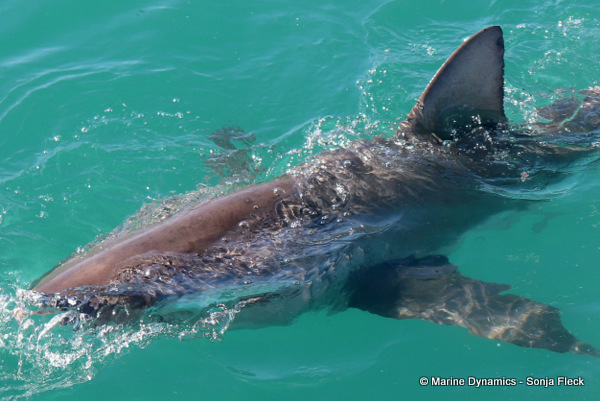 Bronze whaler shark, South Africa