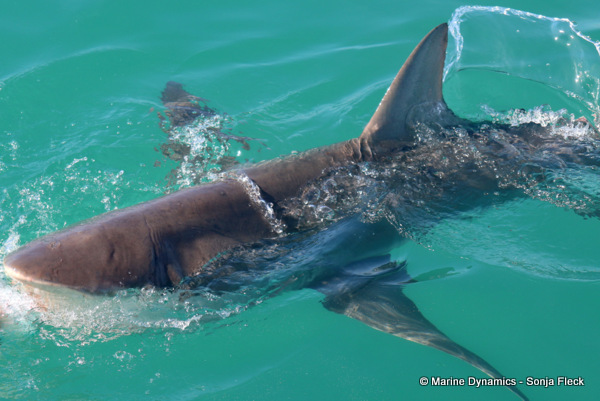Bronze whaler shark, South Africa