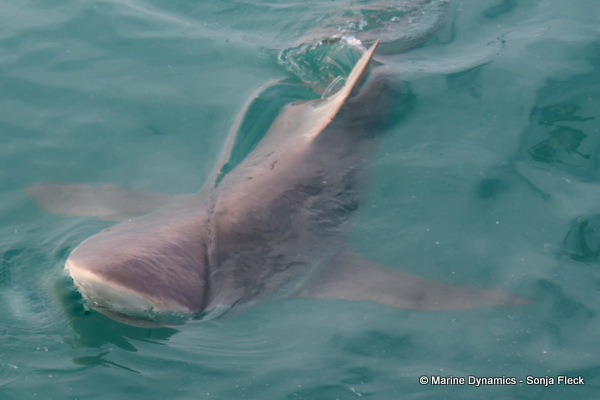 Bronze whaler shark, South Africa