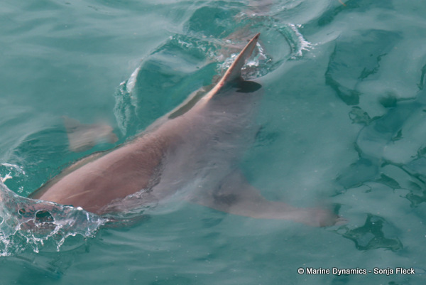 Bronze whaler shark, South Africa