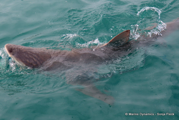 Bronze whaler shark, South Africa