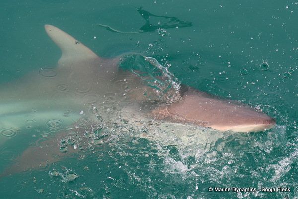 Bronze whaler shark, South Africa