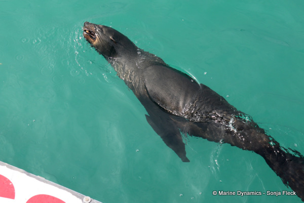 Cape fur seal, South Africa