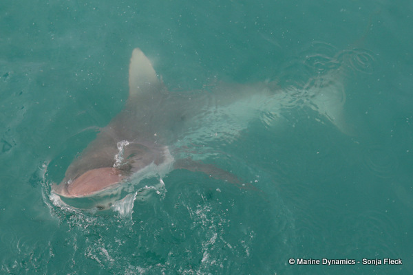 Bronze whaler shark, South Africa