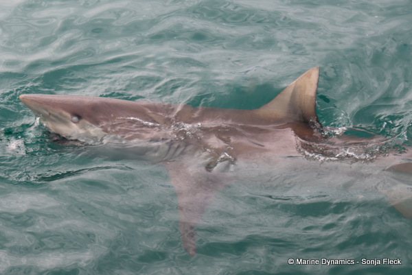 Bronze whaler shark, South Africa