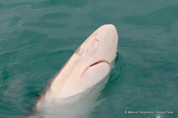 Bronze whaler shark, South Africa