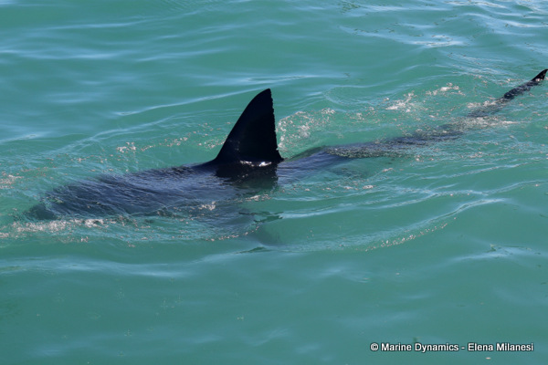 Great White shark, South Africa