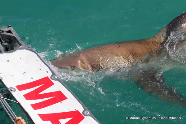 Bronze whaler shark, South Africa